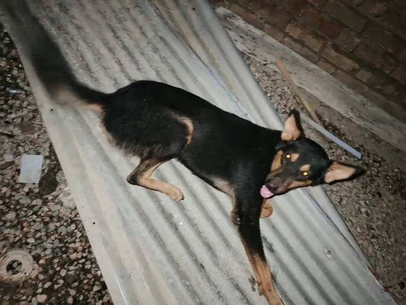 pure alcition dog — photo 4