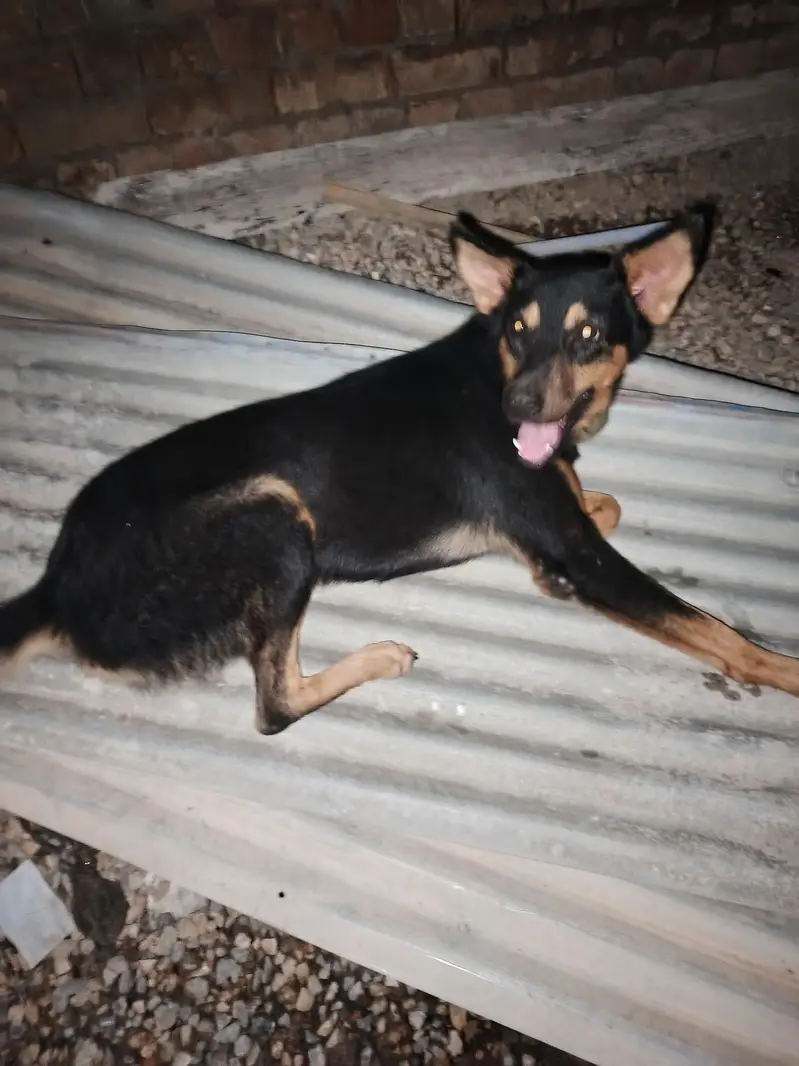pure alcition dog — photo 5