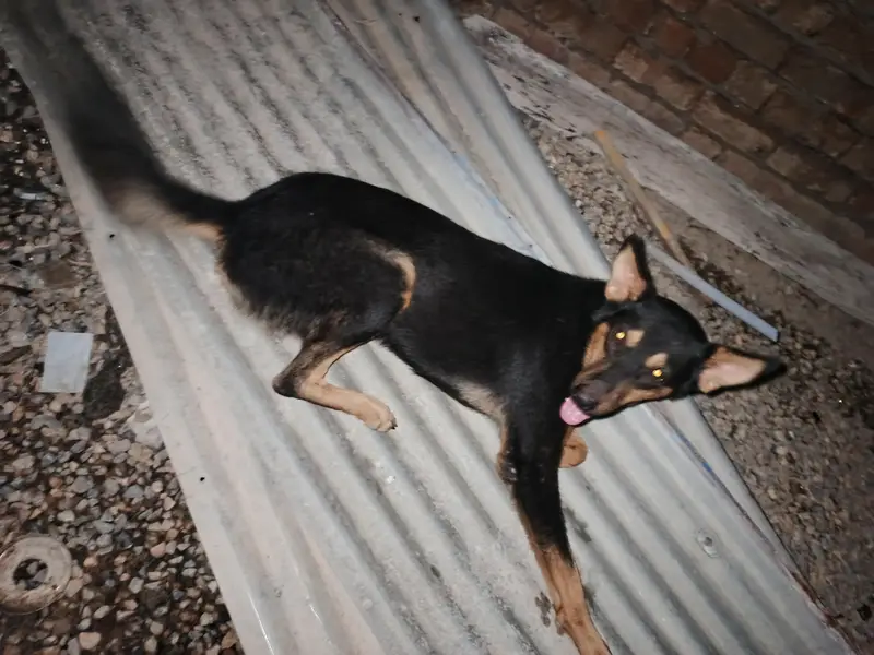 pure alcition dog — photo 6