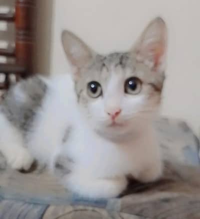 Beautiful pet co-Persian
