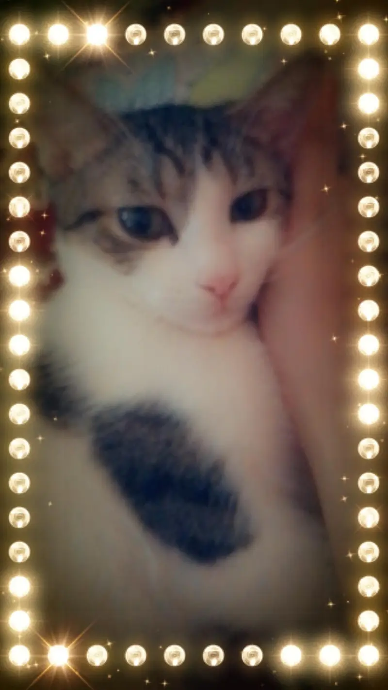 Beautiful pet co-Persian — photo 2