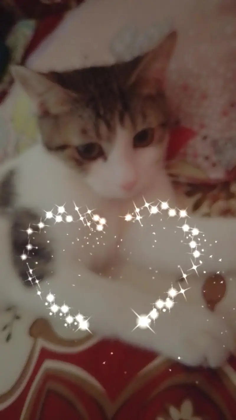 Beautiful pet co-Persian — photo 3