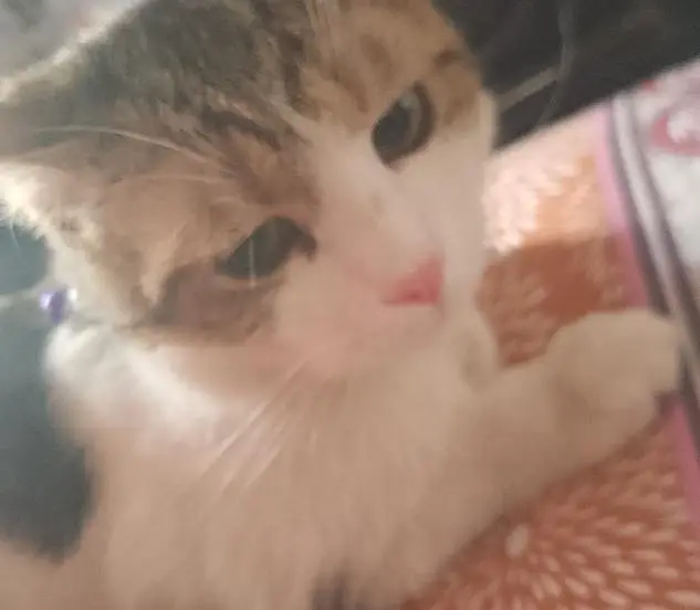 Beautiful pet co-Persian — photo 4