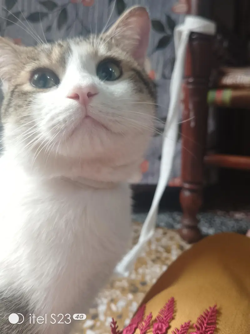 Beautiful pet co-Persian — photo 5