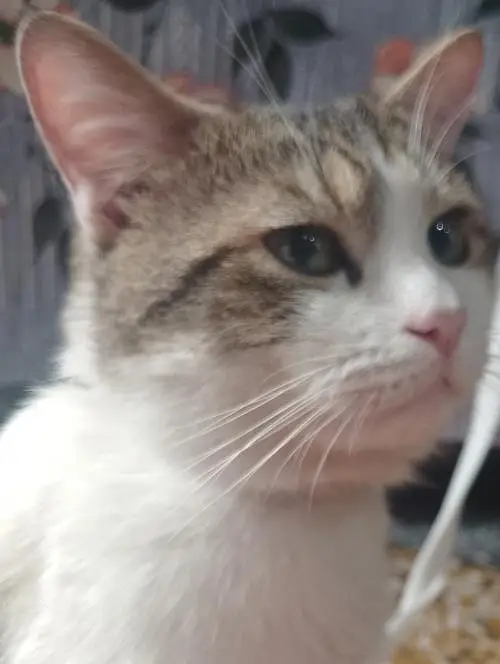 Beautiful pet co-Persian — photo 6