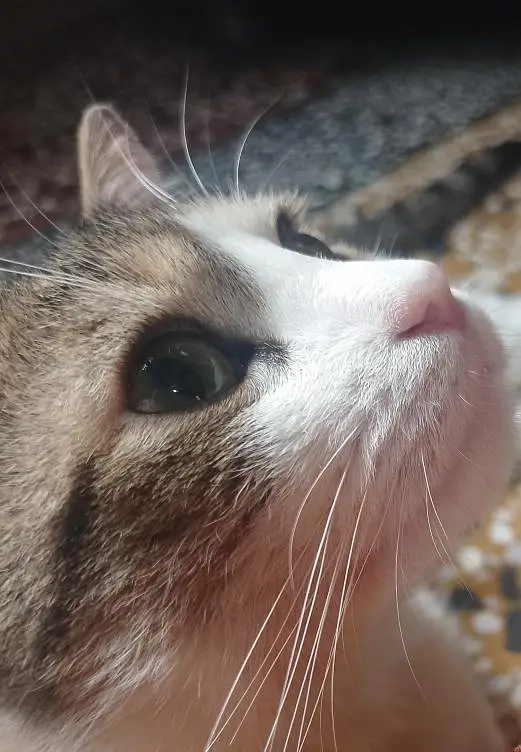 Beautiful pet co-Persian — photo 8