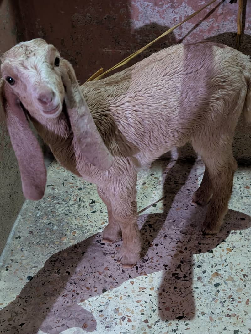 goats 0