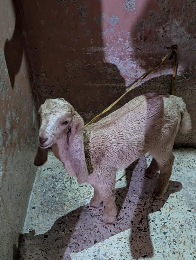 goats — photo 2