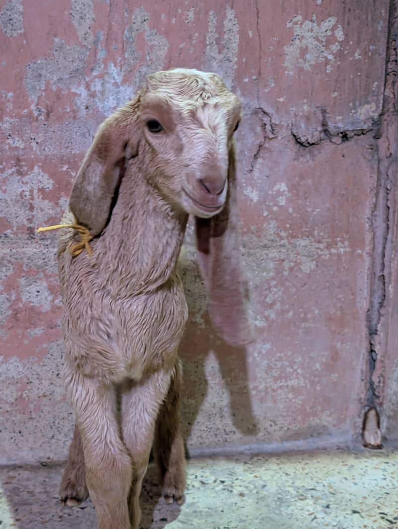 goats 2