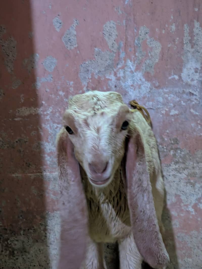 goats 3