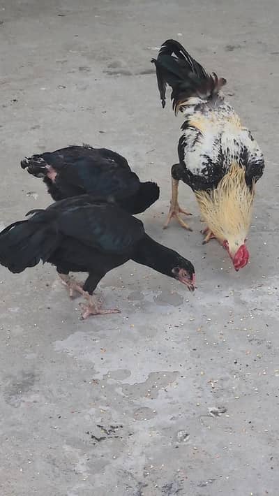 aseel 1 male 2 female
