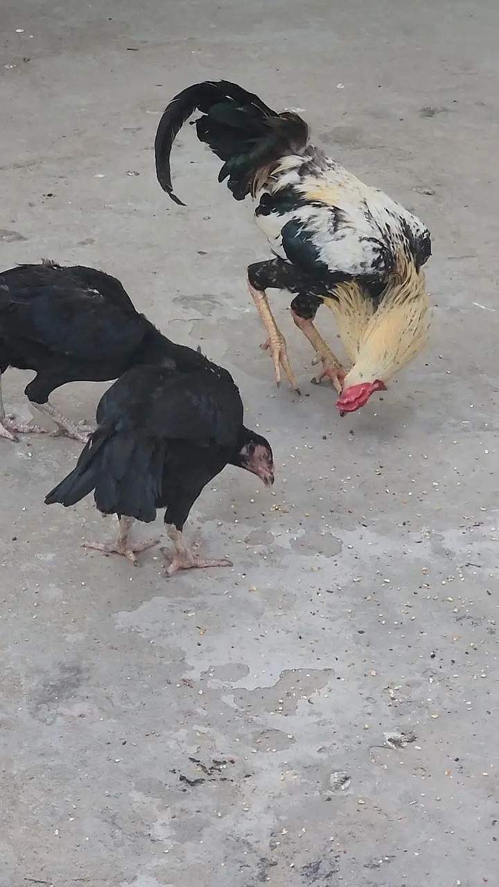 aseel 1 male 2 female — photo 2