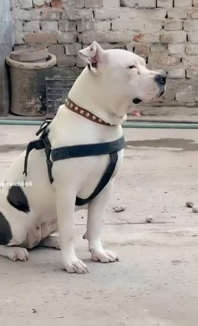 America Pitbull Female black and white