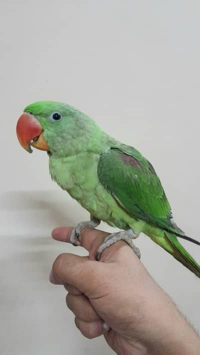 [Raw, Ringneck, Sun Conure &  Cinnamon Conure)