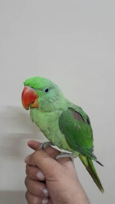 [Raw, Ringneck, Sun Conure &  Cinnamon Conure)