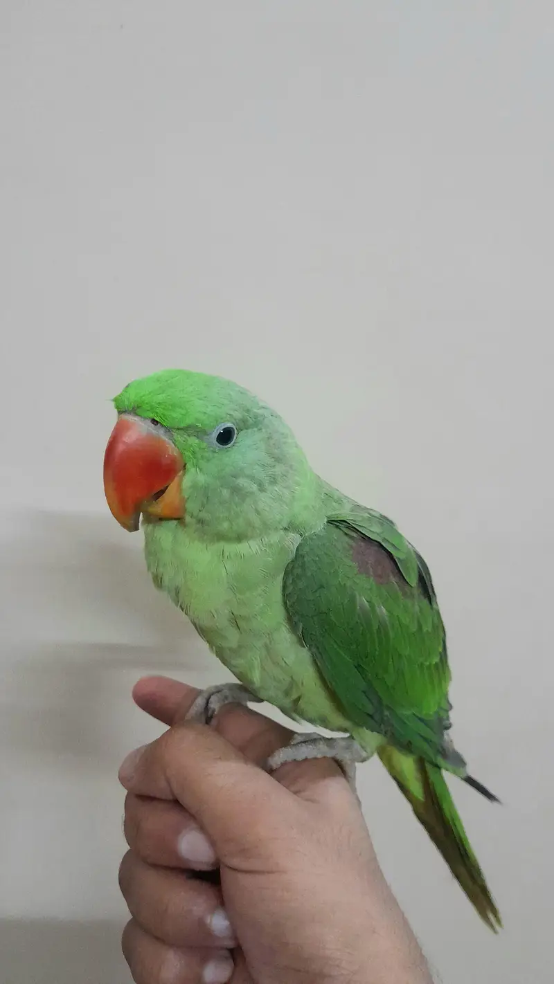 [Raw, Ringneck, Sun Conure &  Cinnamon Conure) — photo 2
