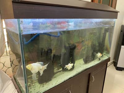 Aquarium & Fish