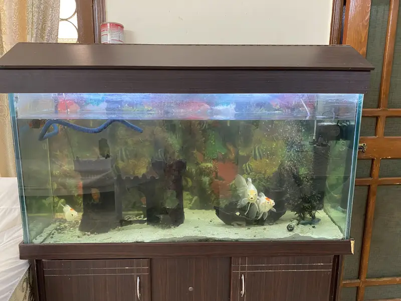 Aquarium & Fish — photo 2