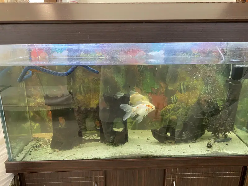 Aquarium & Fish — photo 3