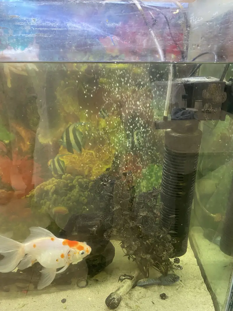 Aquarium & Fish — photo 4