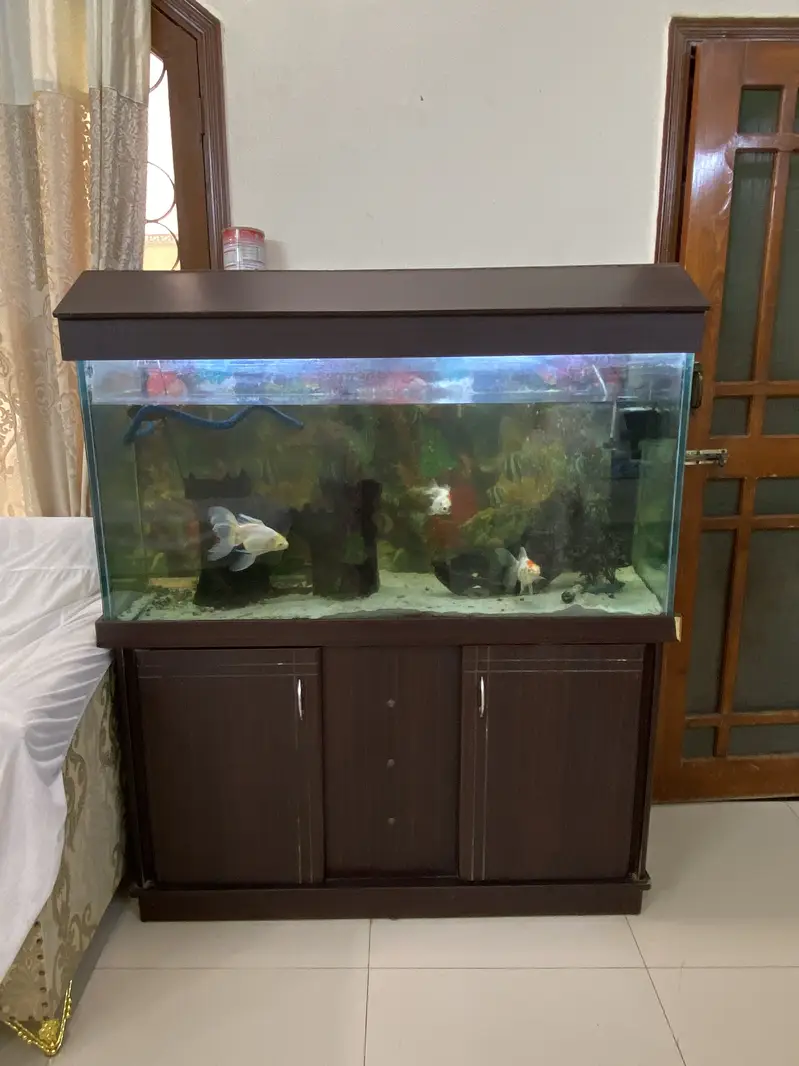 Aquarium & Fish — photo 5