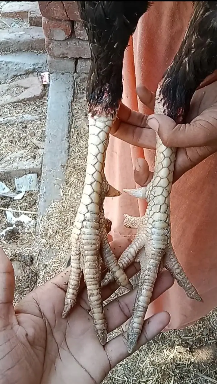 Aseel murga Exchange possible — photo 2