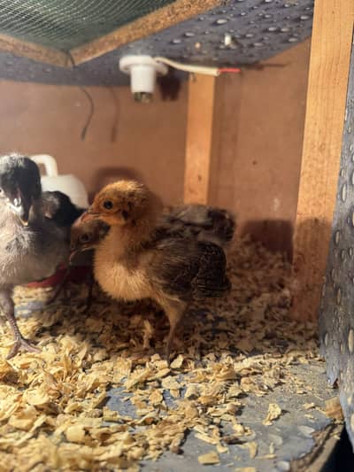 Healthy 2-Week-Old Golden Misri Chicks (Batch of 8)