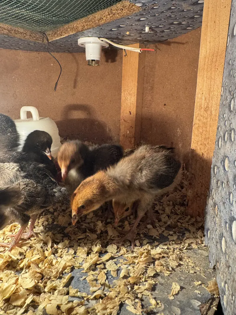 Healthy 2-Week-Old Golden Misri Chicks (Batch of 8) — photo 2