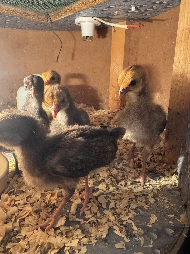 Healthy 2-Week-Old Golden Misri Chicks (Batch of 8) — photo 3