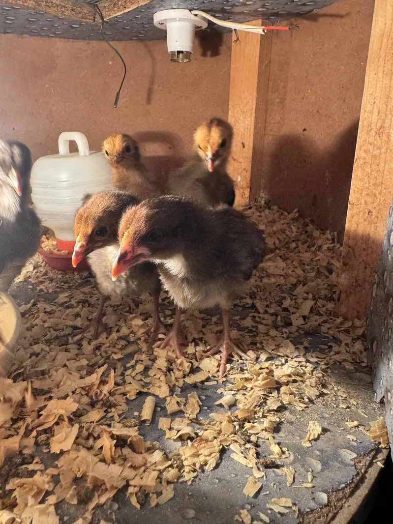 Healthy 2-Week-Old Golden Misri Chicks (Batch of 8) — photo 4