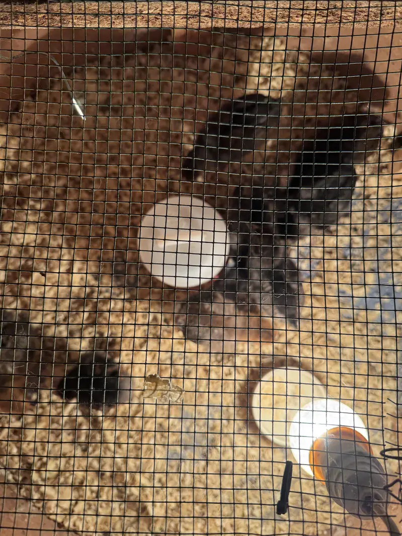 Healthy 2-Week-Old Golden Misri Chicks (Batch of 8) — photo 5