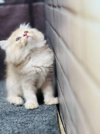 cash on deliveryavailableparshion kitten cat male and female British