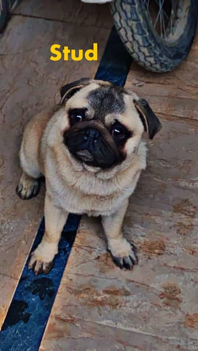 pug male