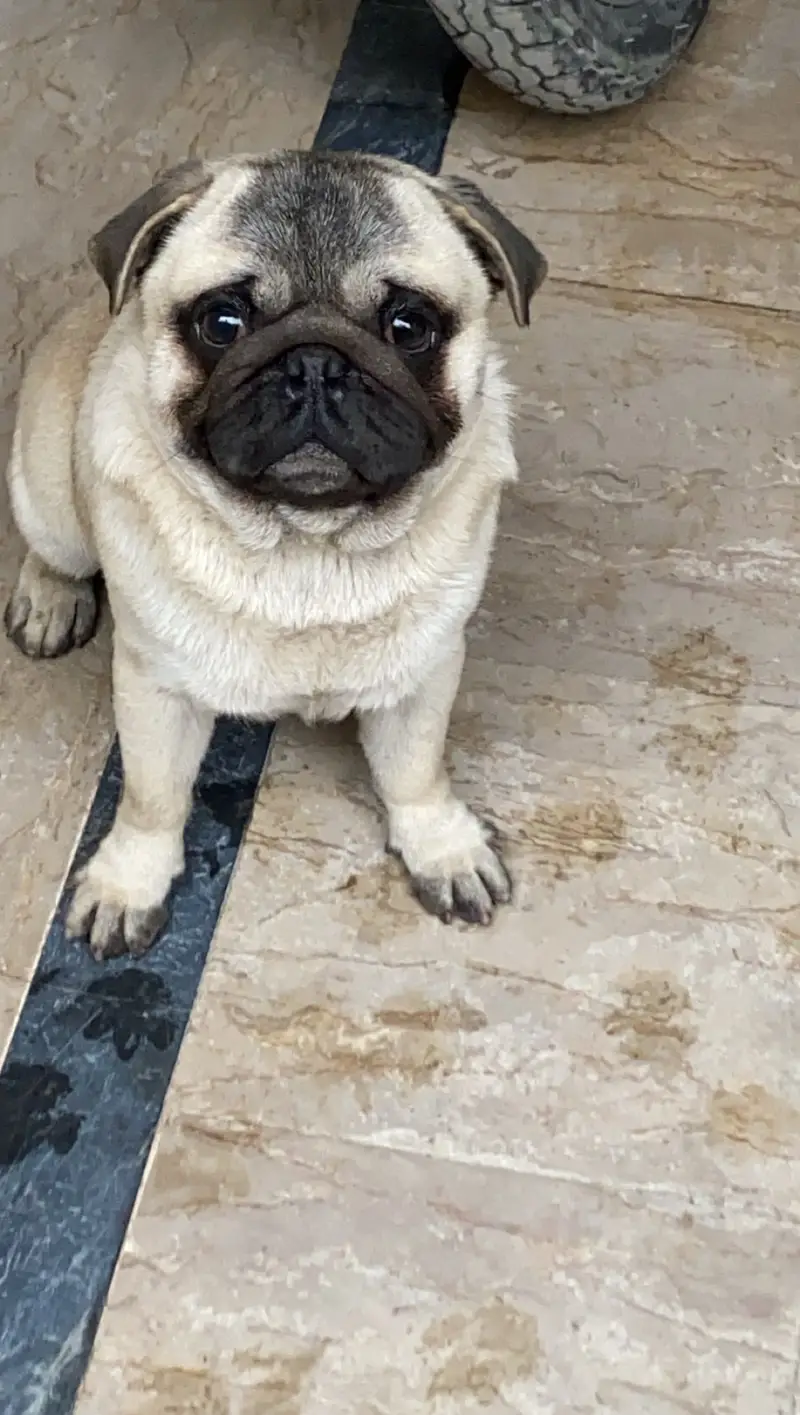 pug male — photo 2