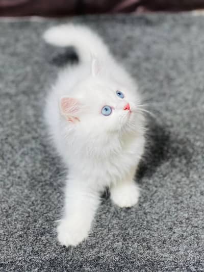 available parshion kitten cat male and female British