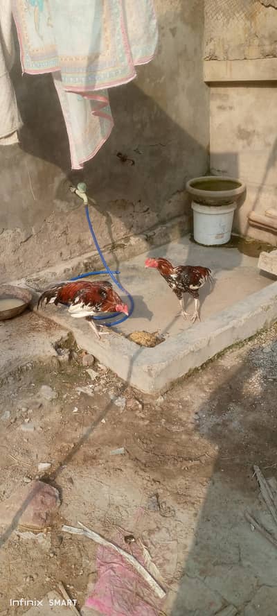 meainwali Breeder