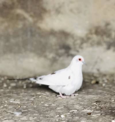 Pied diamond doves available