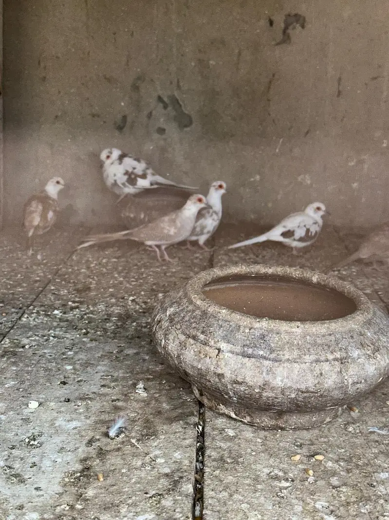 Pied diamond doves available — photo 2