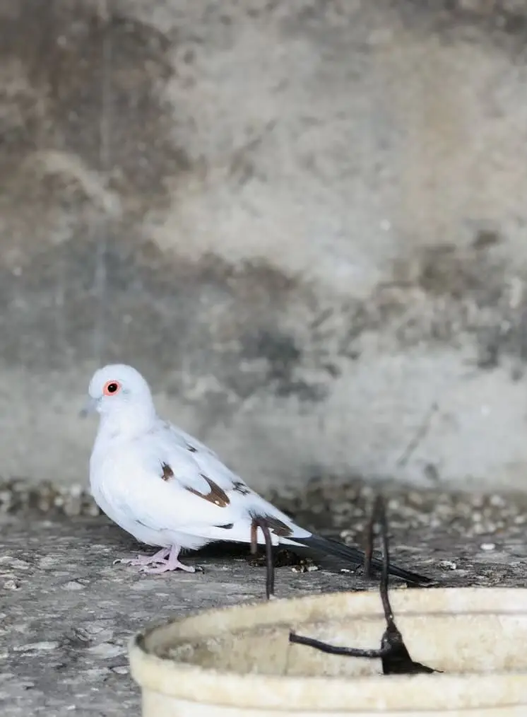 Pied diamond doves available — photo 3