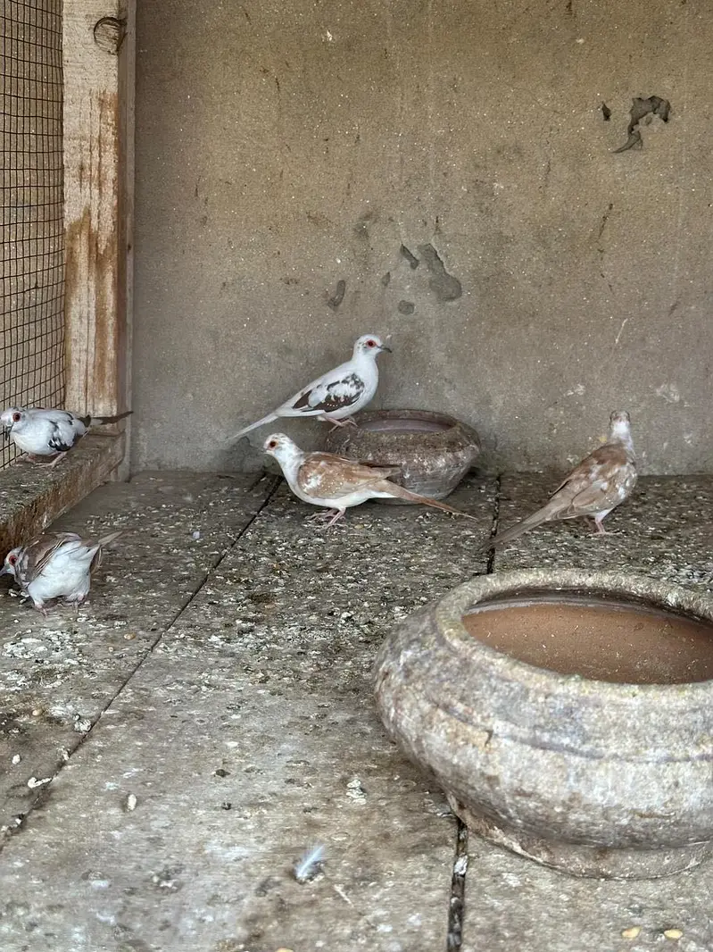 Pied diamond doves available — photo 4