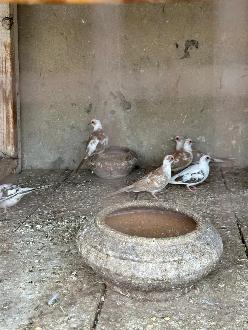 Pied diamond doves available — photo 5