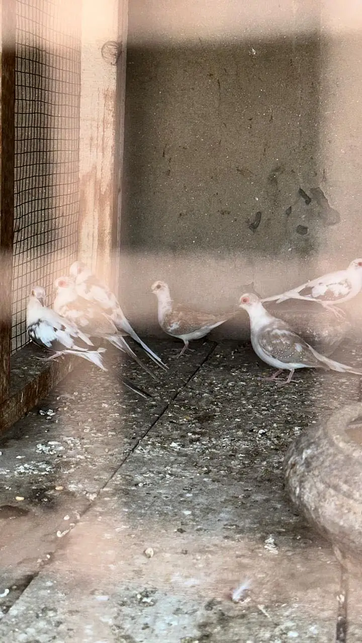 Pied diamond doves available — photo 6