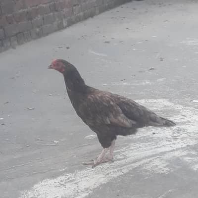 For sell