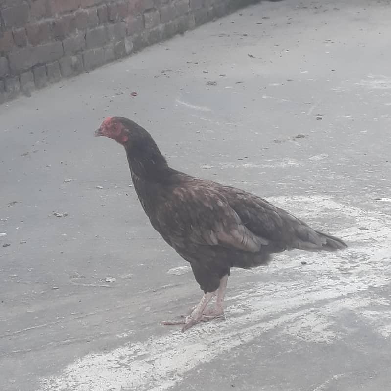 For sell 0