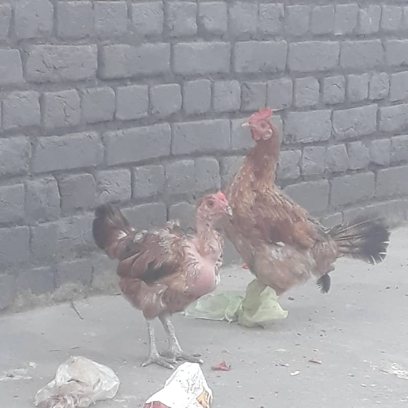 For sell 1