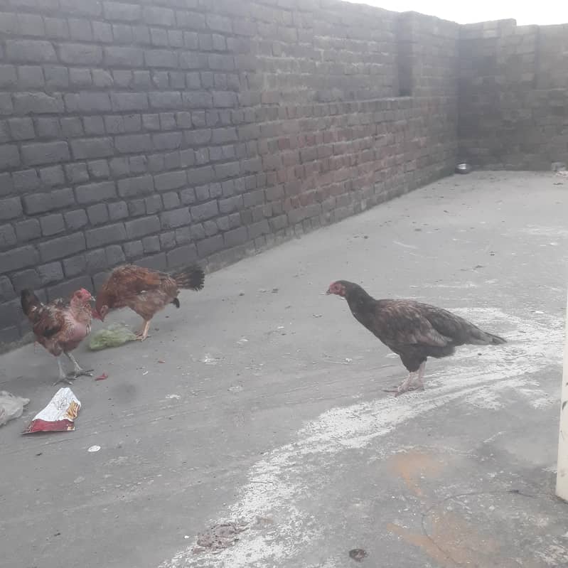 For sell 2