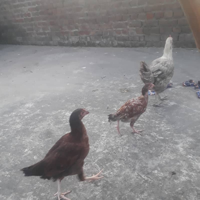 For sell 3