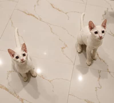 Kittens for Adoption