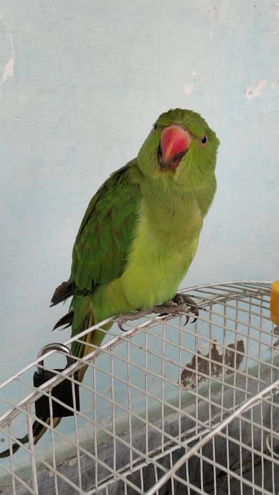 Ringneck Parrot for sale