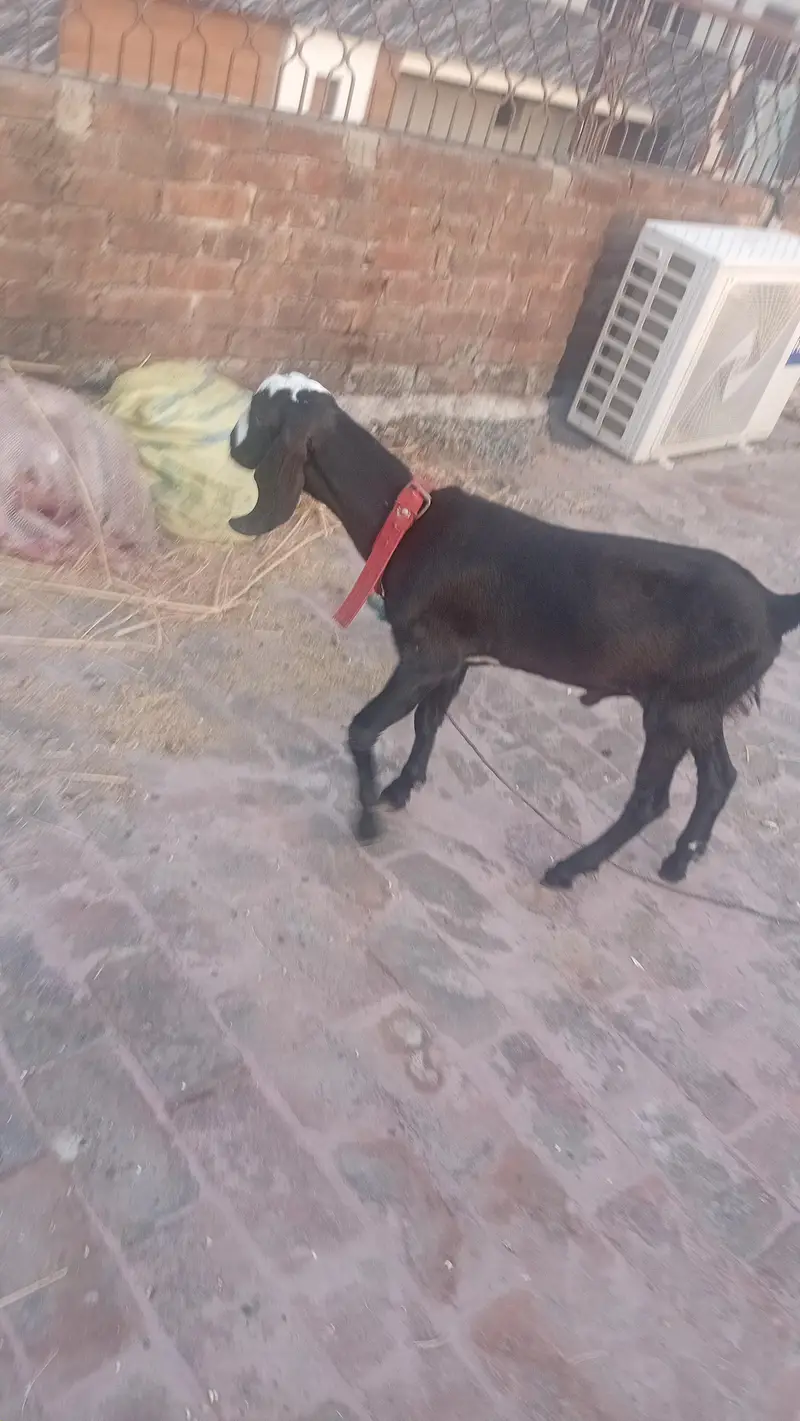 White or black jori Bkry for Eid 2027 — photo 4